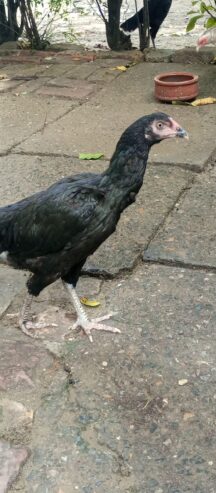 Aseel for sale location Islamabad g7 only serious person