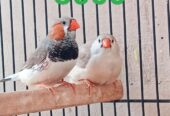 Exhibition finch pair for sale