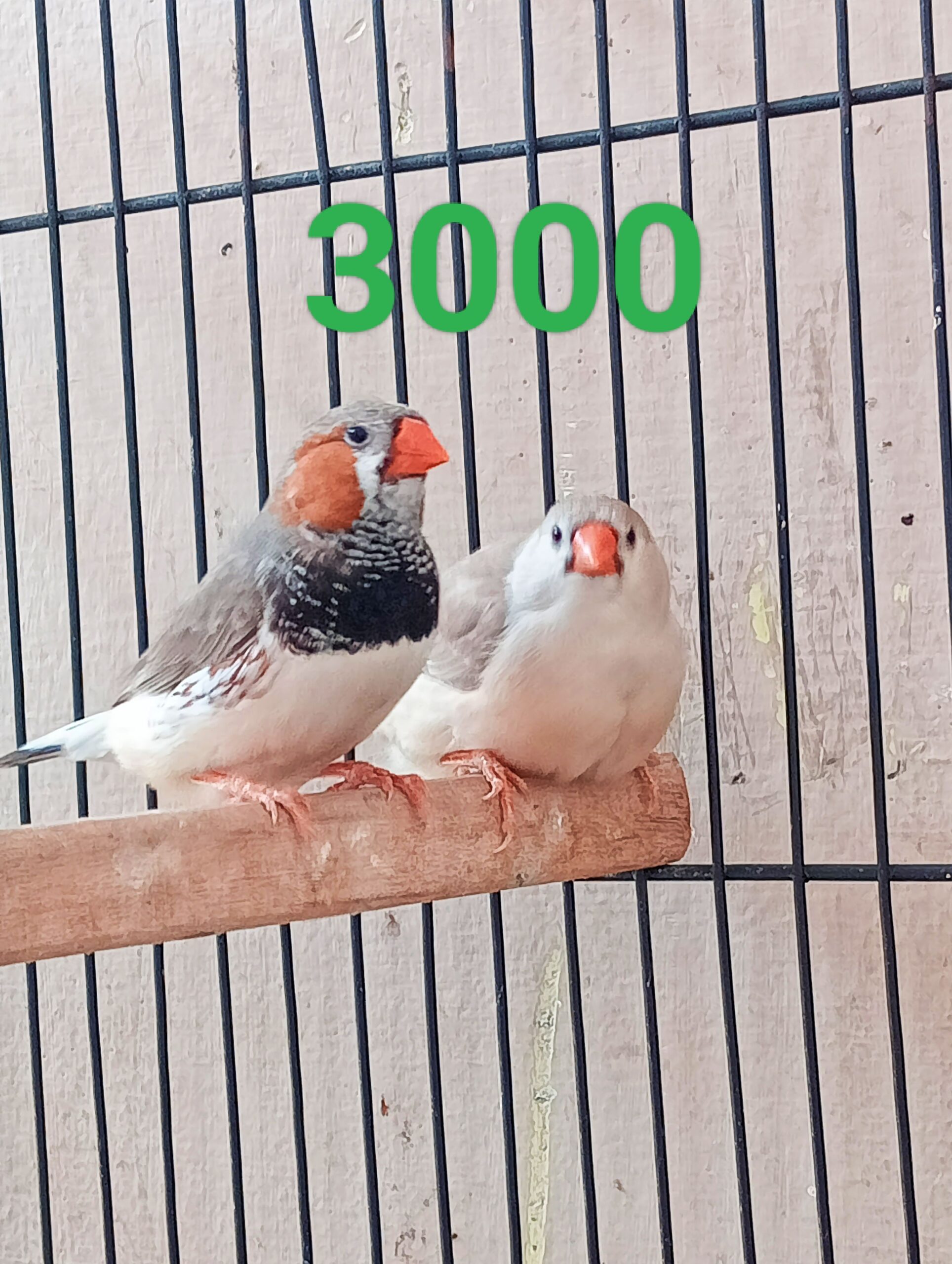 Exhibition finch pair for sale
