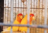 LOTINO LOVE BIRDS ONE BREEDER PAIR and one single parrot 🐦 blue love birds