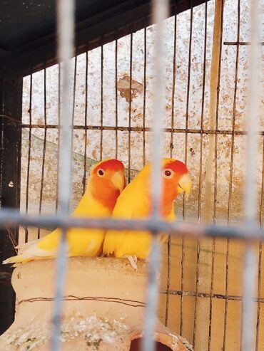 LOTINO LOVE BIRDS ONE BREEDER PAIR and one single parrot 🐦 blue love birds