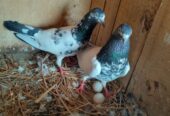 Pigeon 🐦 Pairs for sale