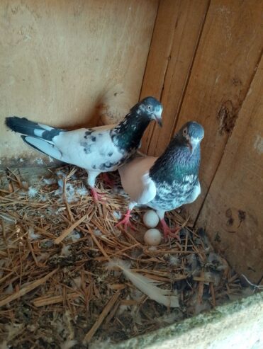 Pigeon 🐦 Pairs for sale
