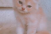 Cookie (pure Persian)