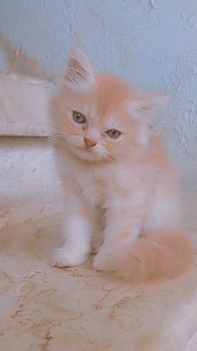 Cookie (pure Persian)