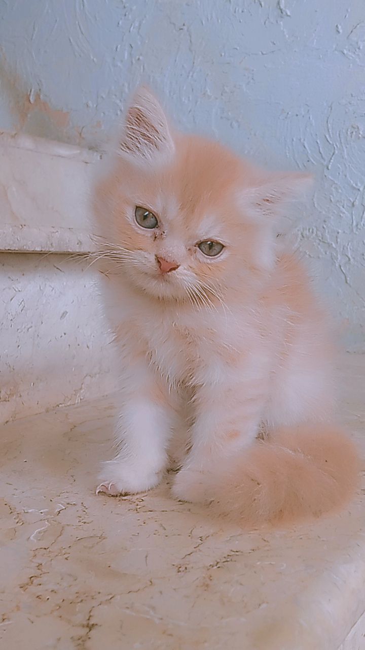 Cookie (pure Persian)