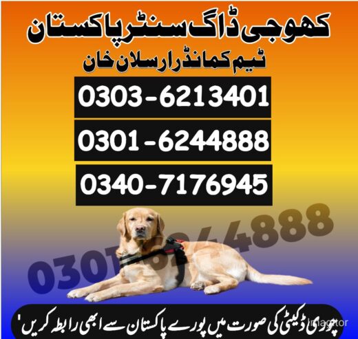 Army Dog Center Swabi 03016244888 Khoji Dogs Swabi Lahor