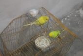 Budgies Breeder pair