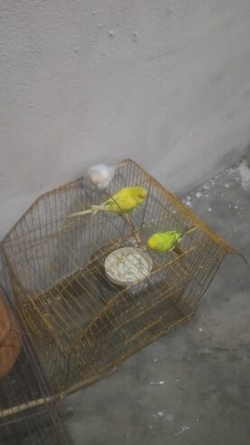 Budgies Breeder pair