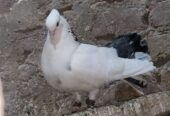 Indian fantail pigeon pair