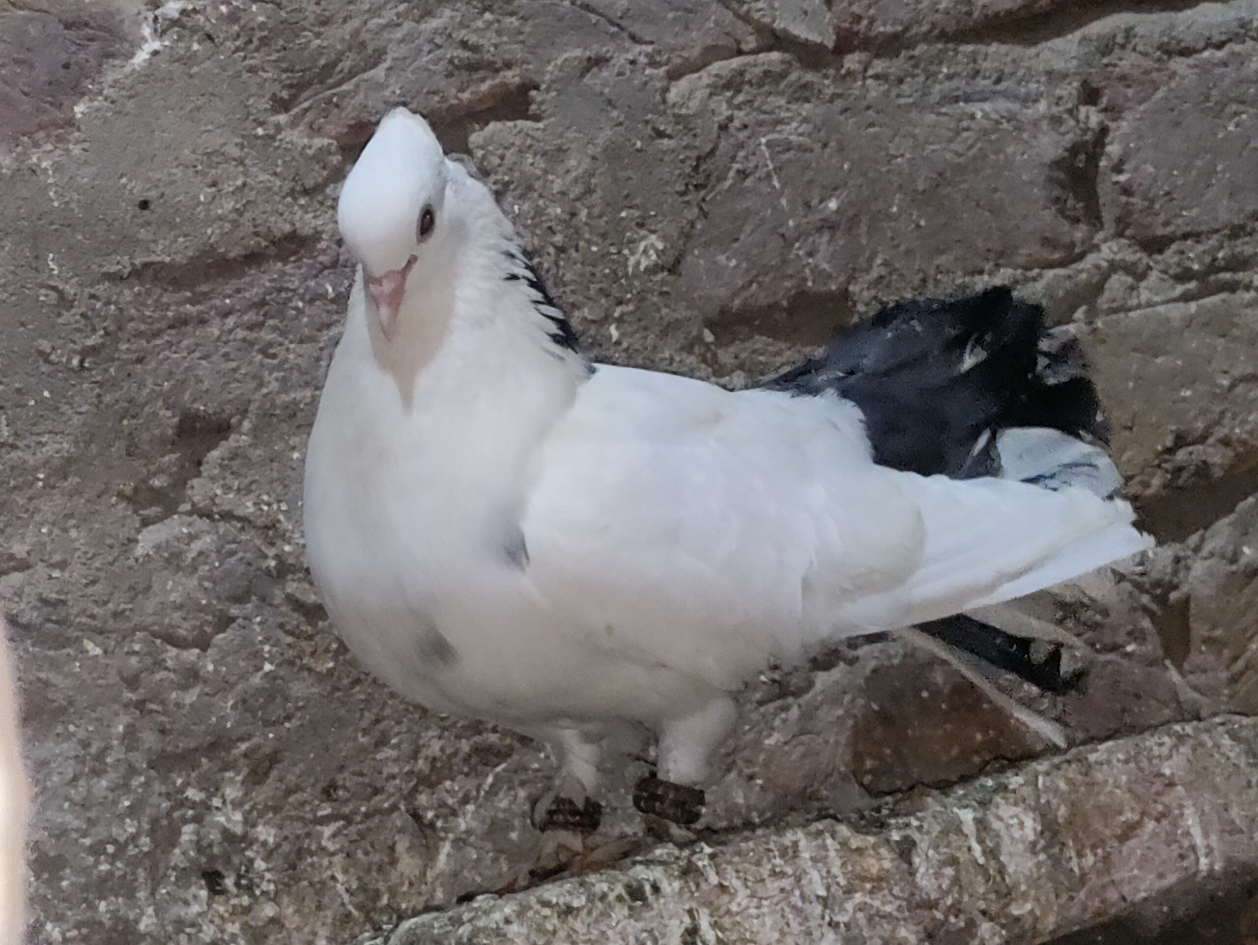 Indian fantail pigeon pair