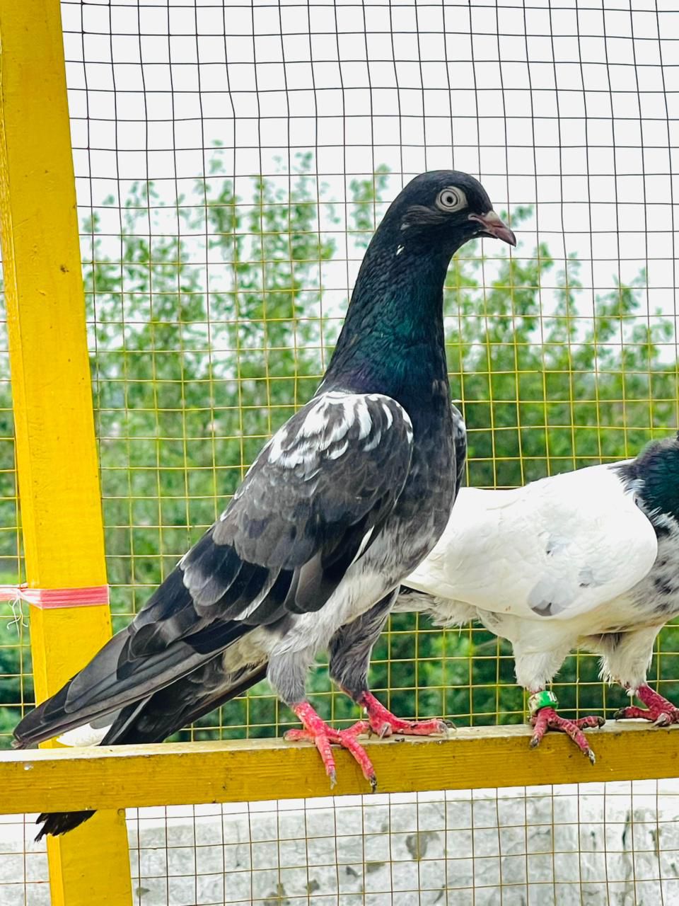 Fancy peigons/Teddy/Dubwalay/Golden/Ferozpuri/Bankay