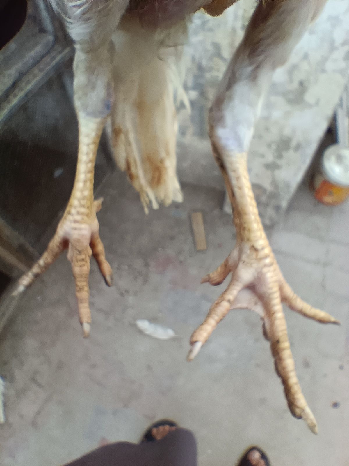 Paper white heera aseel chiks