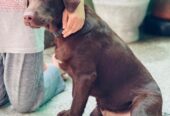 Chocolate brown labrador