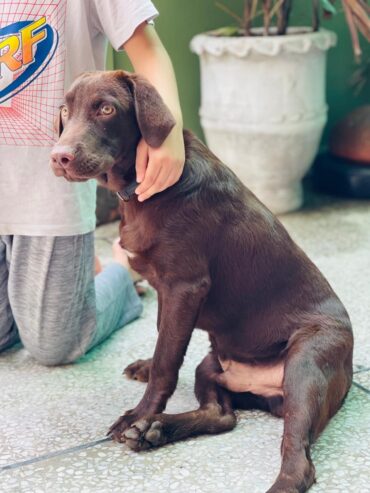 Chocolate brown labrador