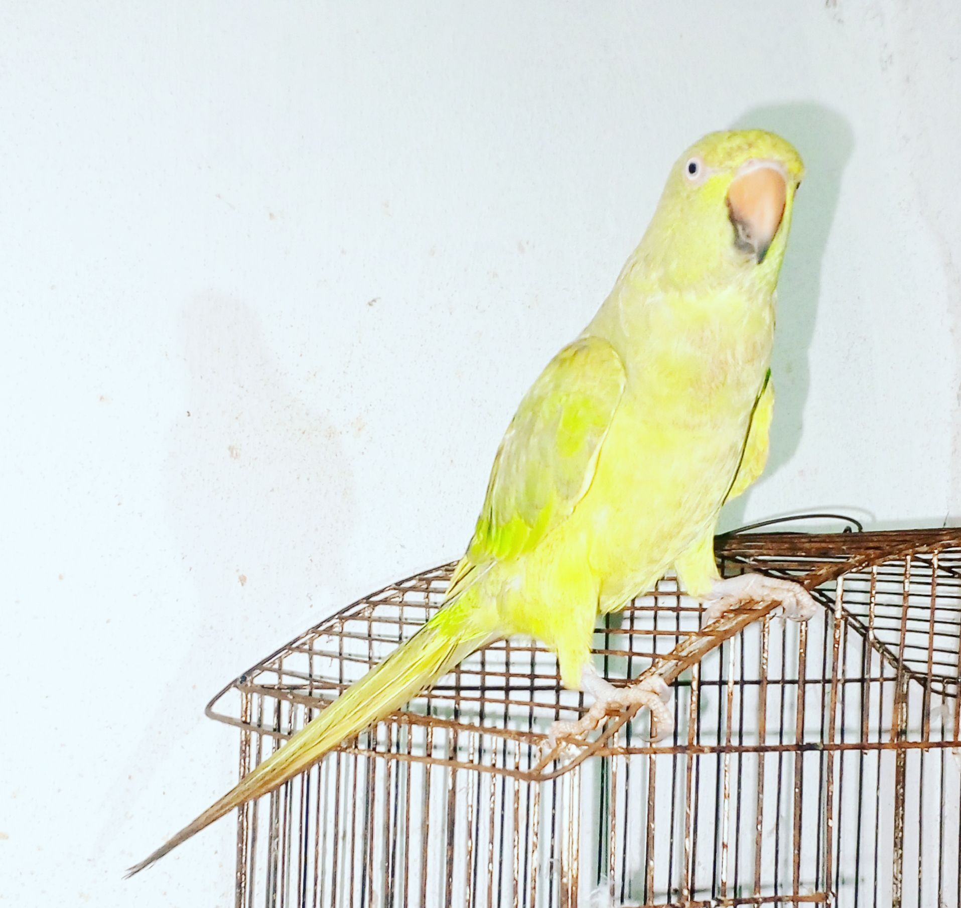 Gareen parrot
