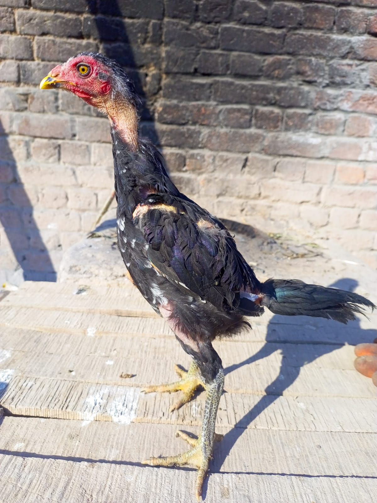 Pure pakoya fighter birds Aseel