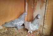 Pigeon 🐦 Pairs for sale