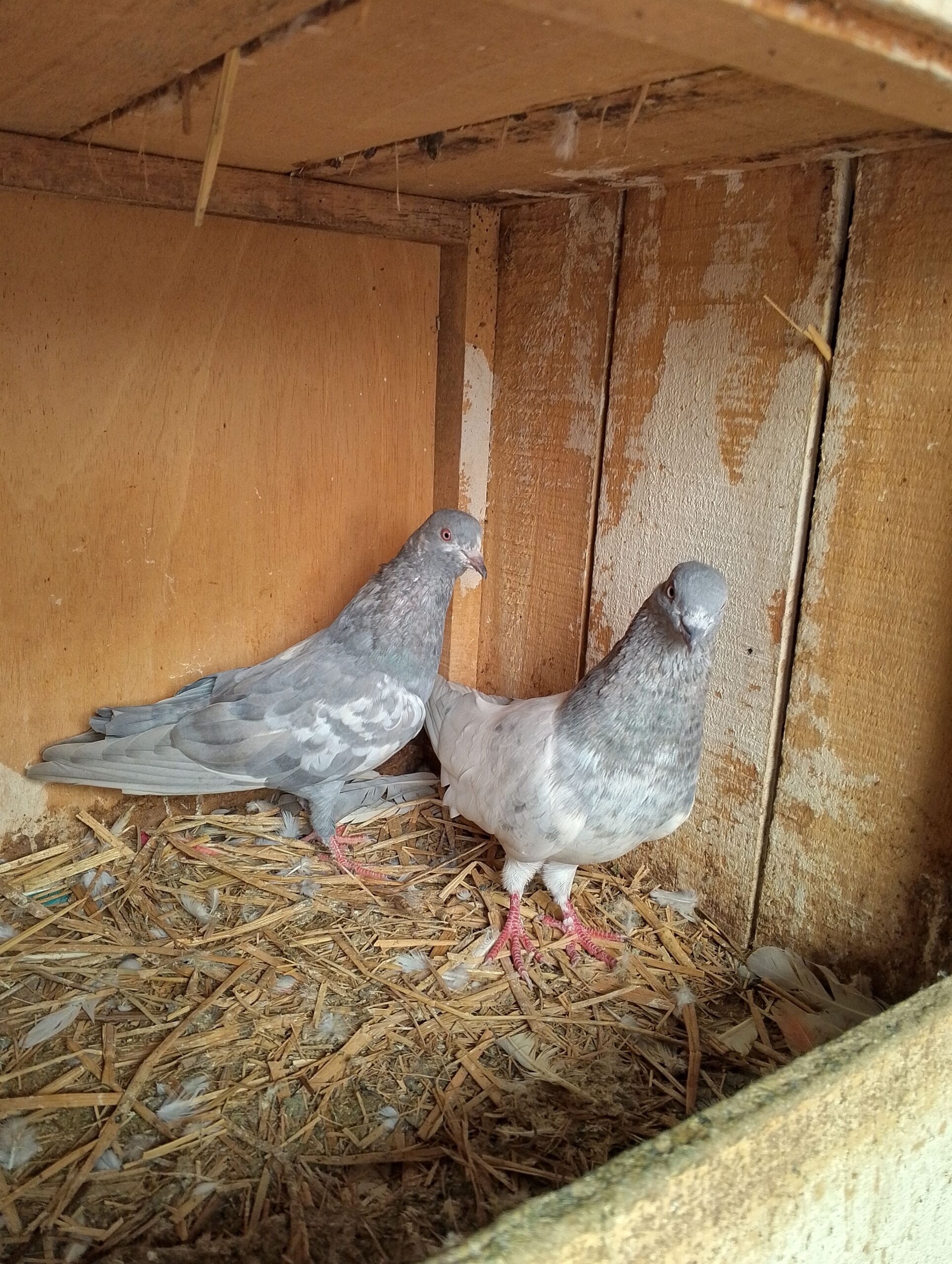 Pigeon 🐦 Pairs for sale