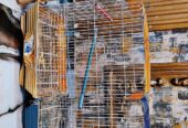 Fancy Parrots Cage
