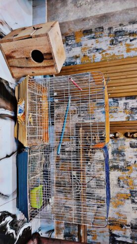 Fancy Parrots Cage
