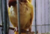 Yellow monk