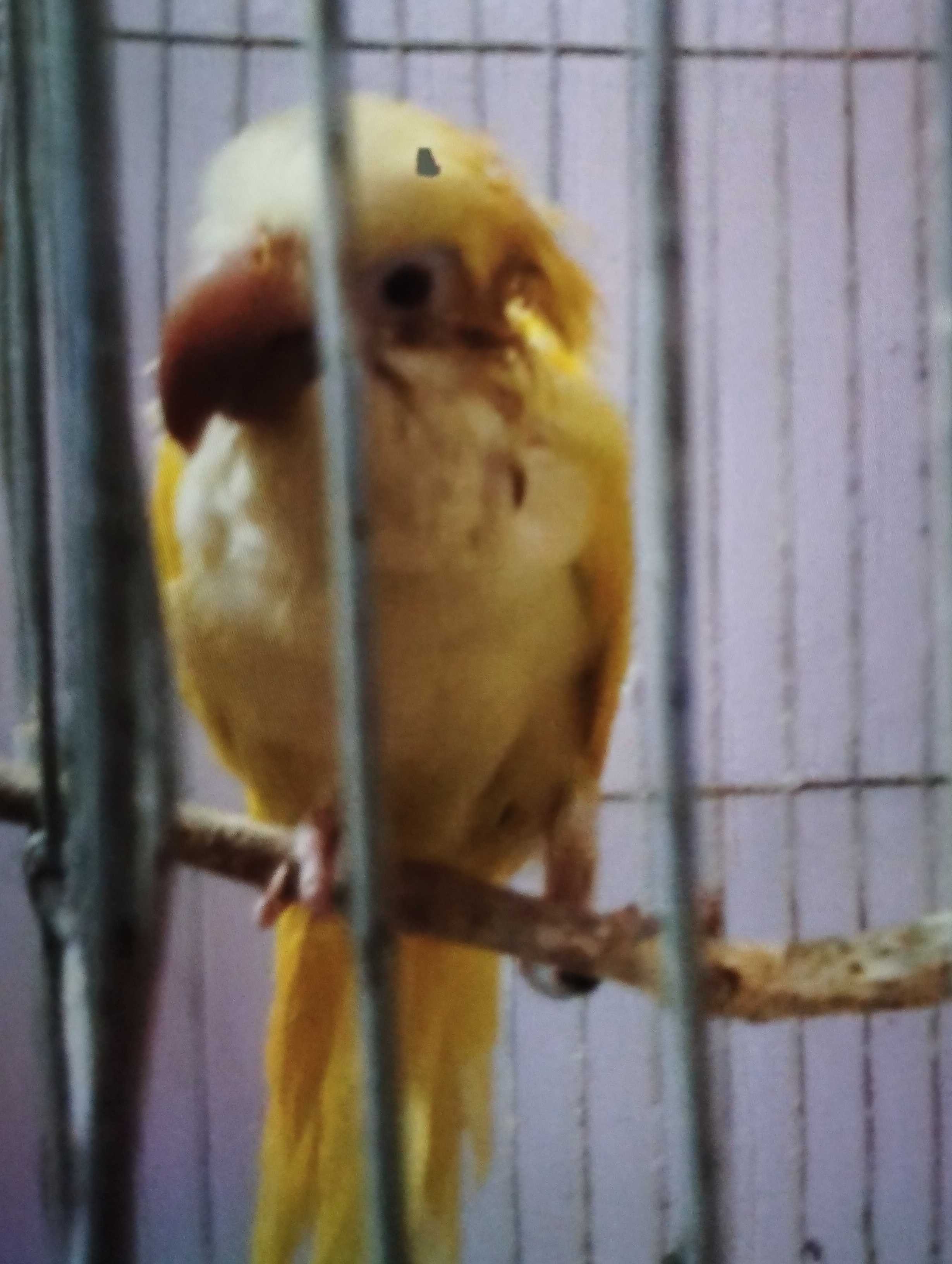 Yellow monk