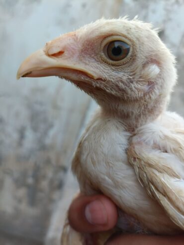 Paper white heera aseel chiks