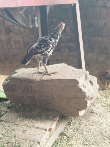 Mianwali aseel