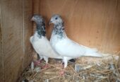 Pigeon 🐦 Pairs for sale