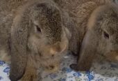 German lop Adult Pair