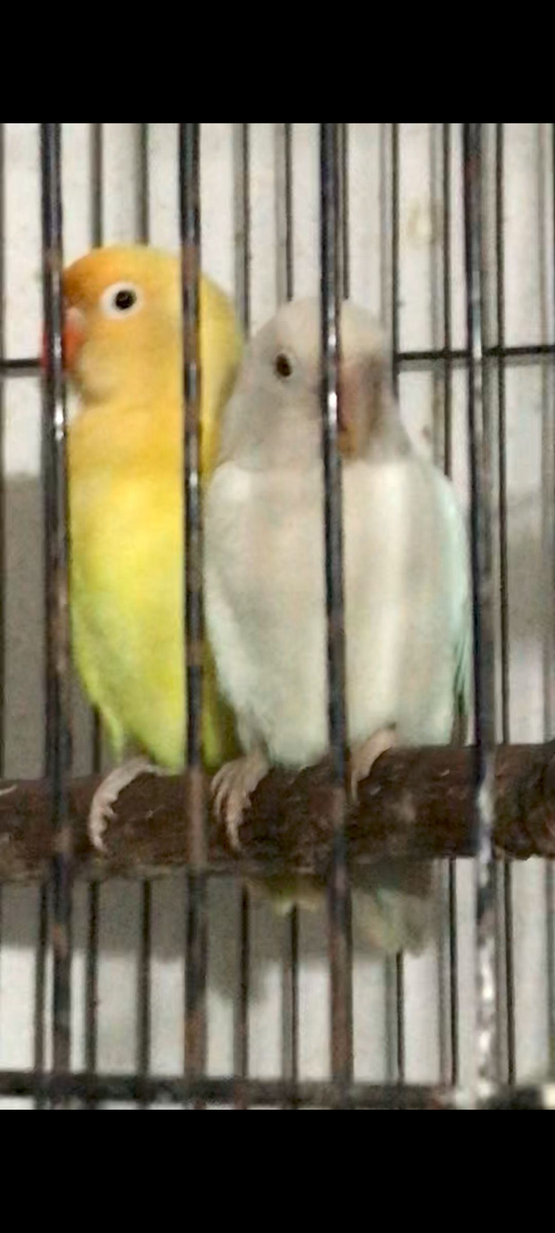 Albino red eye Decino