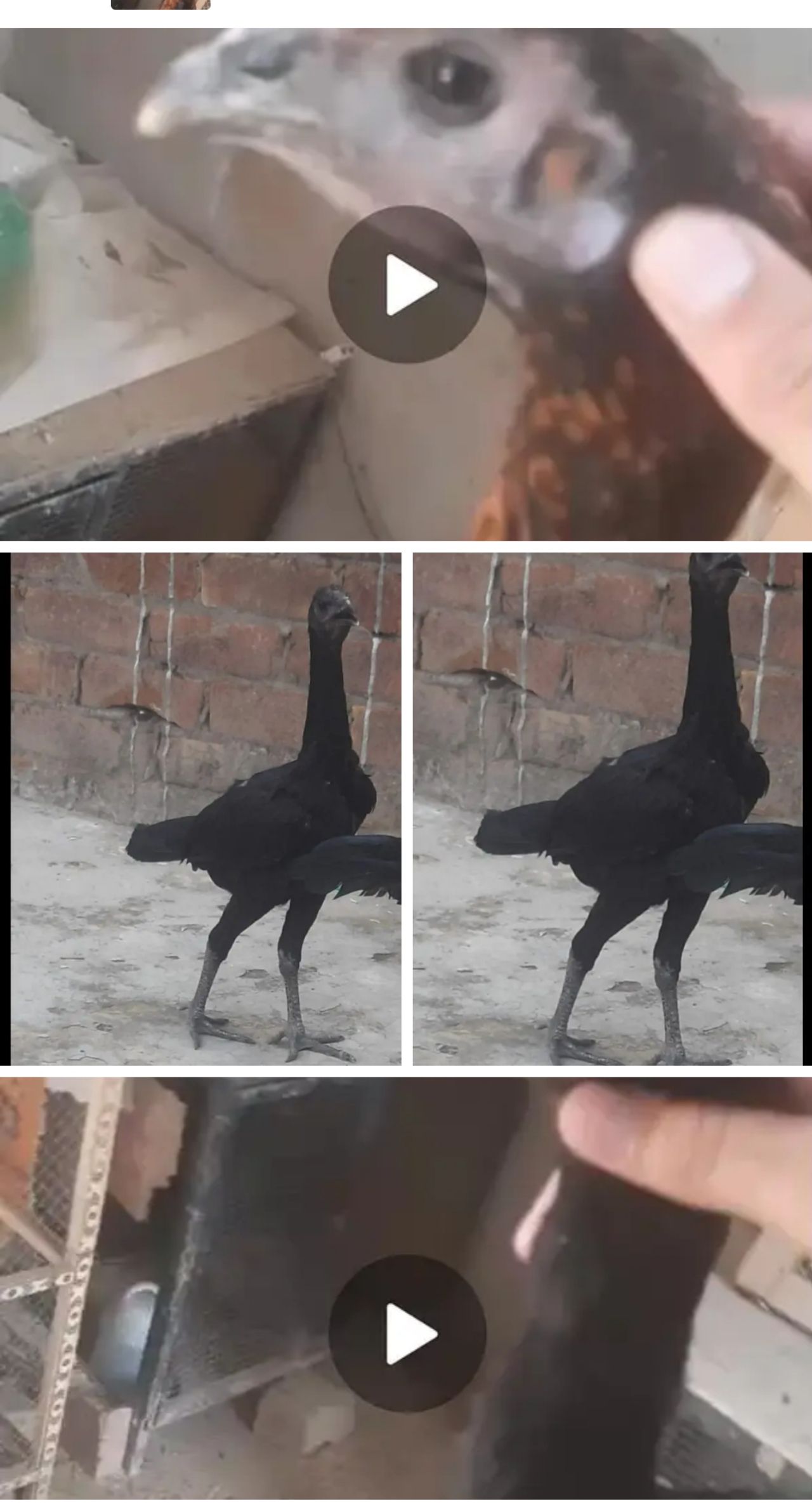 Black dragon aseel pair for sale