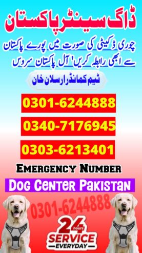 Army Dog Center Mustafaabad 03016244888 Khoji Dogs Khoji kutta