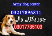 Army dog center kpk 03017735103