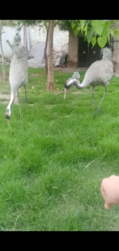 Pair of crains کونج کا جوڑا