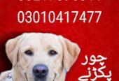 Army dog center sindh 03010417477