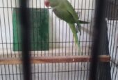 Raw Breeder Female