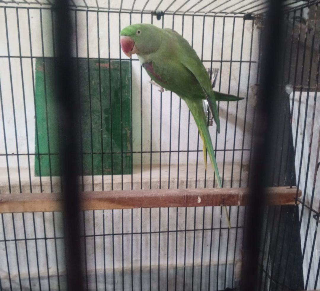 Raw Breeder Female