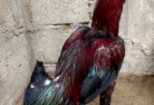 Aseel Galva Male
