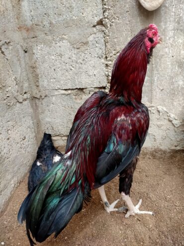 Aseel Galva Male