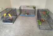 Parrots