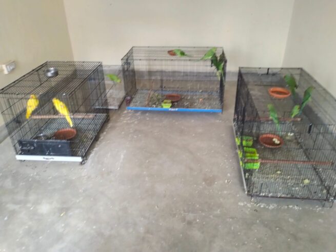 Parrots