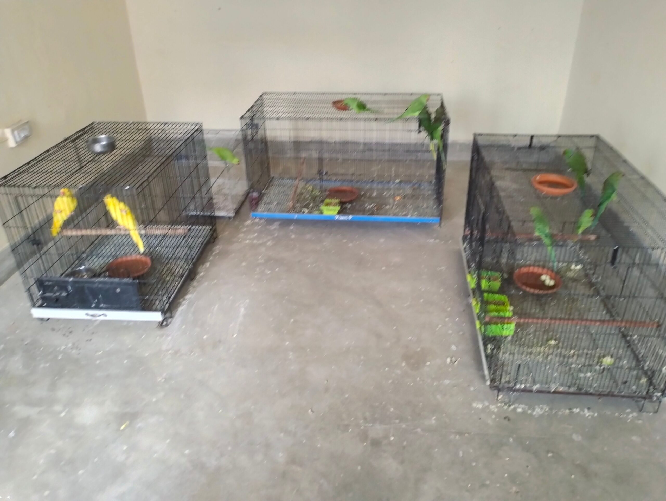 Parrots