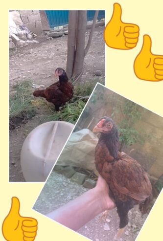 Made for sale location Abbottabad