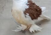 Red saddle frill back chick for sale