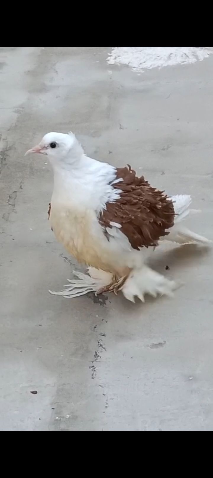 Red saddle frill back chick for sale