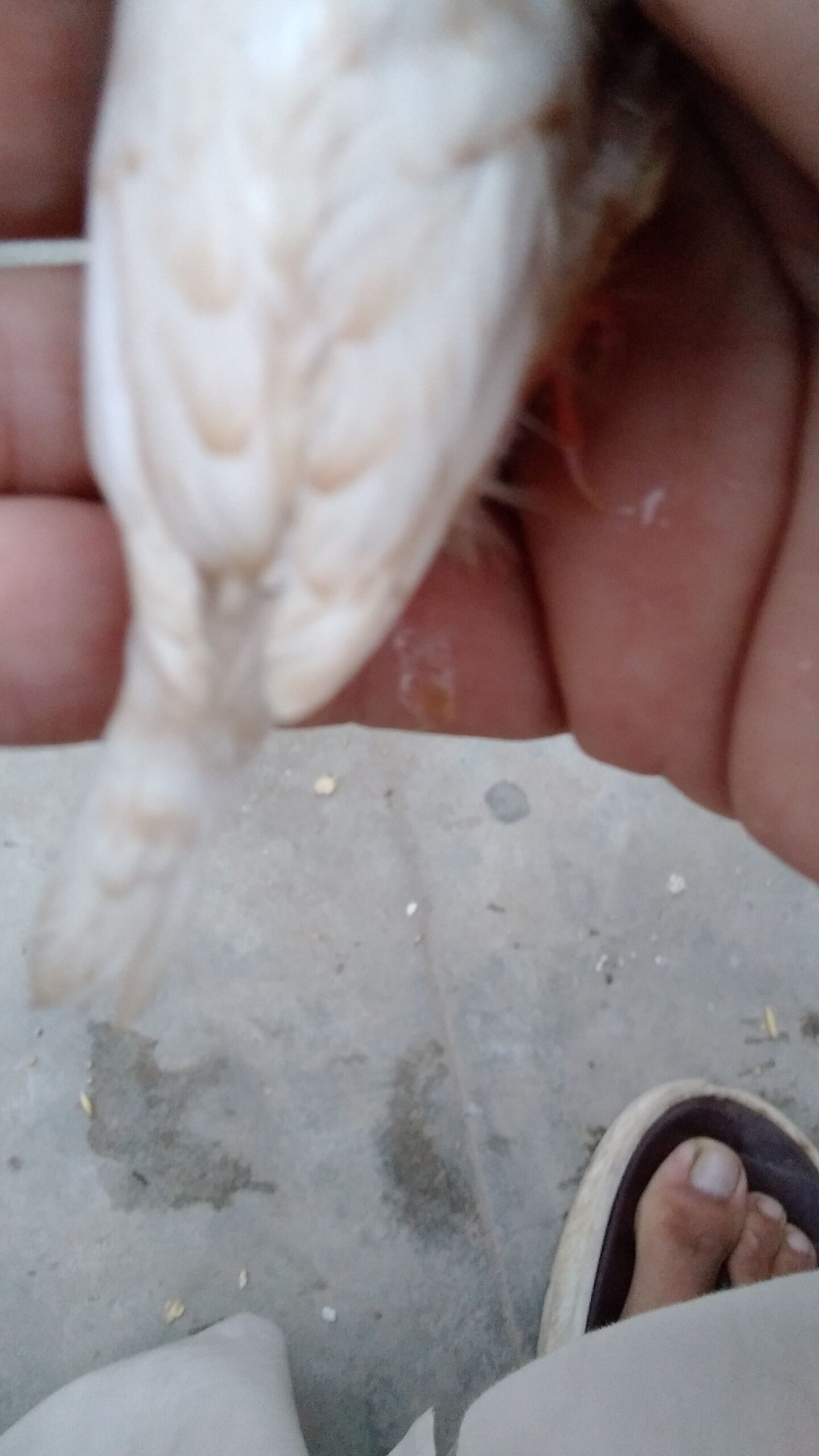 Common finch