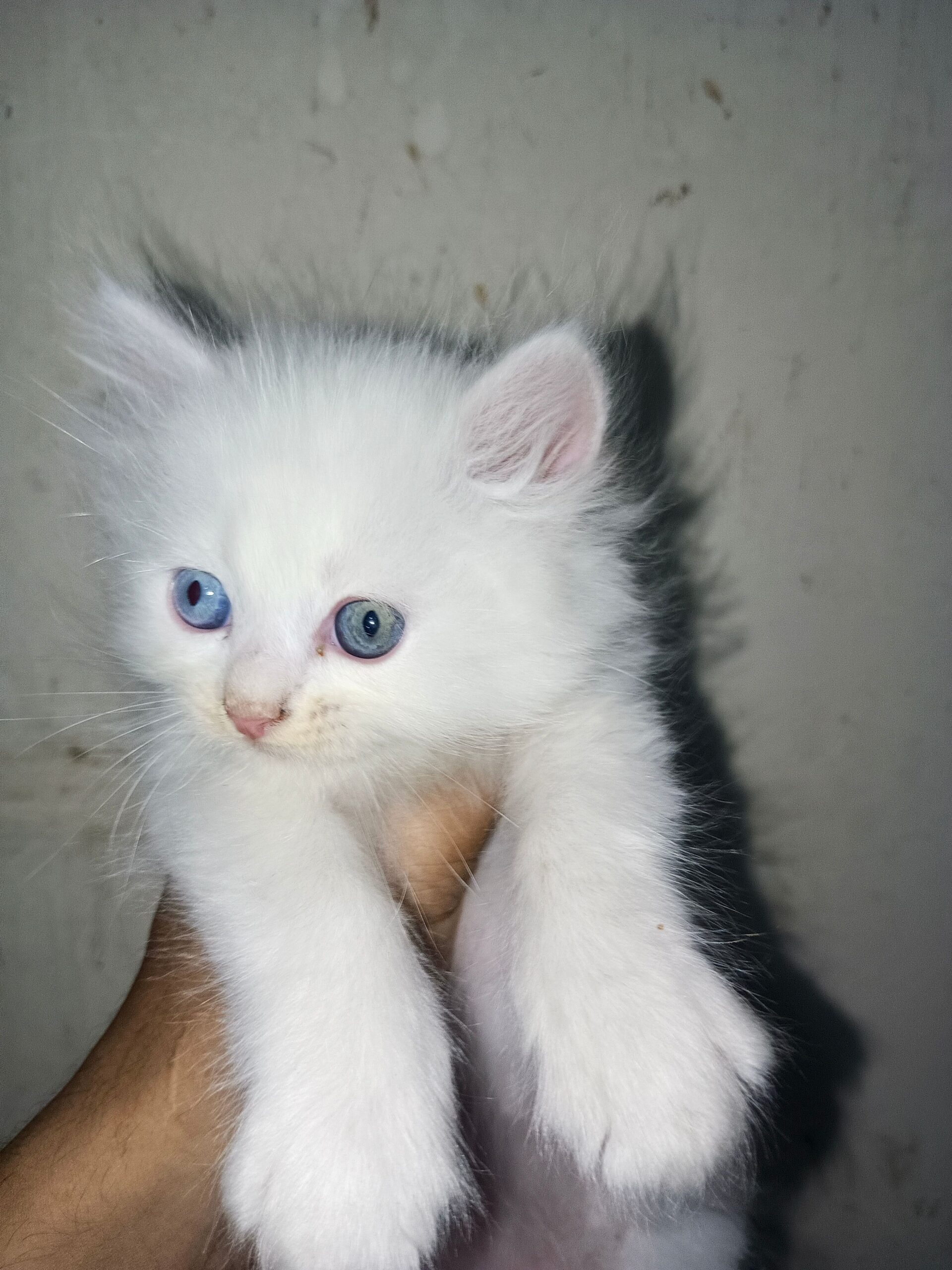Persian kitten