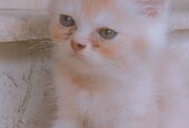 Luna (Persian cat)